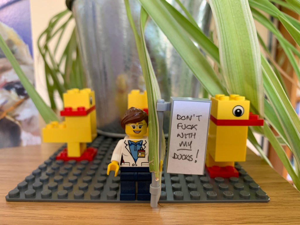 Three ducks stuck to a Lego baseboard. In front stands a Lego figure holding a sign.