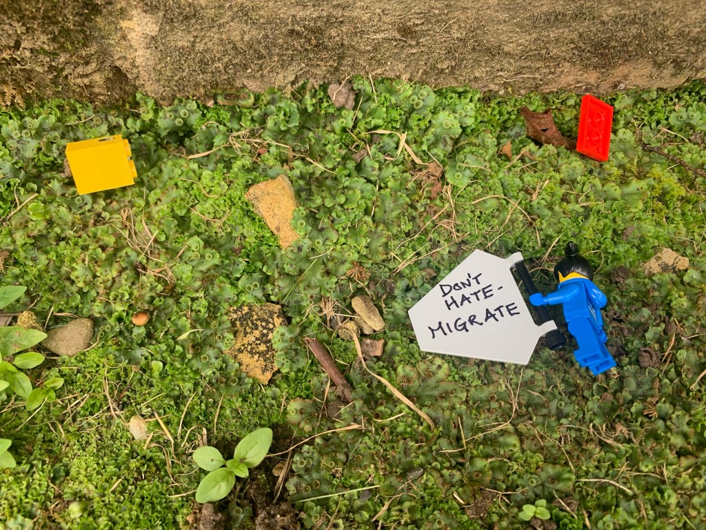 Looking down at the grass. A Lego figure lies face down amongst the scattered remains of a duck. The figure is still holding their banner. A message on the back reads "Don't hate - migrate"